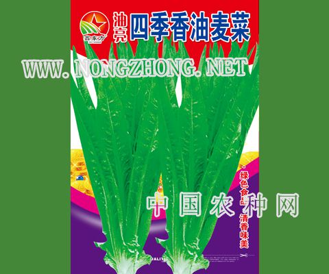 油亮四季香油麦菜
